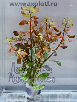 Аммания Грацилис, с грузом