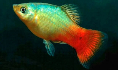 Пецилия Голубой Коралл