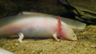 Аксолотль Альбино, XL Ambystoma mexicanum