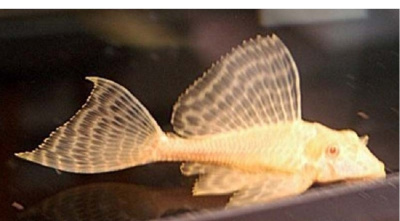 Птеригоплихт Парчовый Золотой