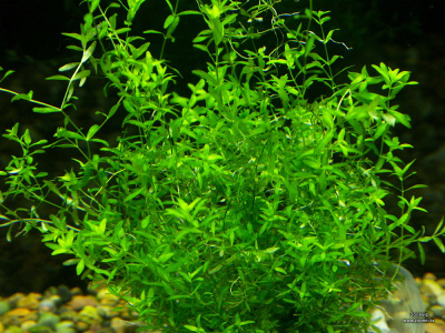 Хемиантус микронтемоидес, с грузом