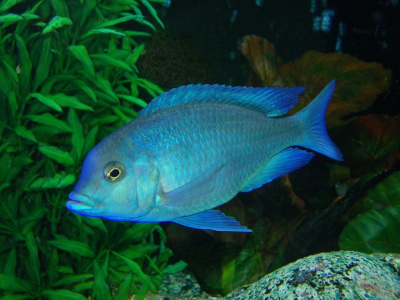 картинка Дельфин голубой (M) от магазина