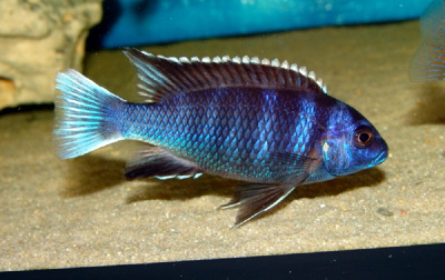 Псевдотрофеус Ацей Нгара Pseudotropheus spec. acei Ngara