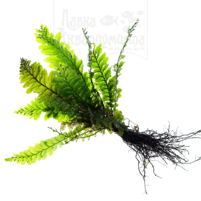 Папоротник Яванский, пластиковый горшок