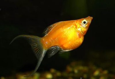 Моллинезия Баллон Золотая Лира