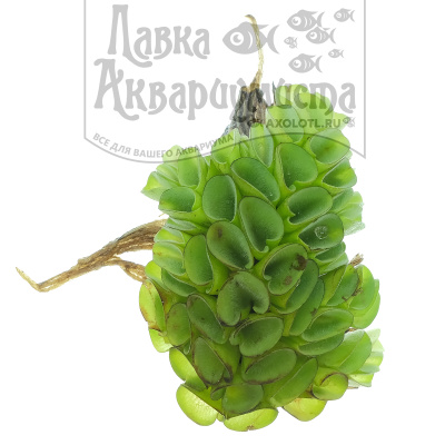 Сальвиния Клобучковая, шт Сальвиния Клобучковая, шт