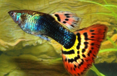 Гуппи Мозаика самцы Poecilia reticulata