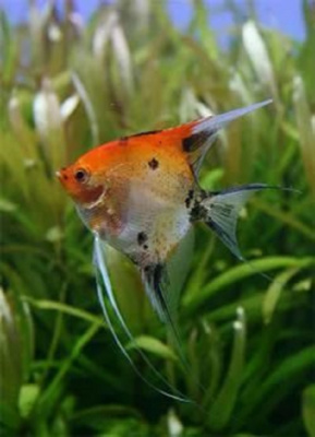 Скалярия Красный Дьявол, S