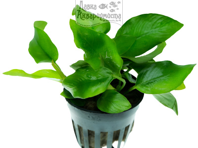 Анубиас Нана Голден, в горшочке