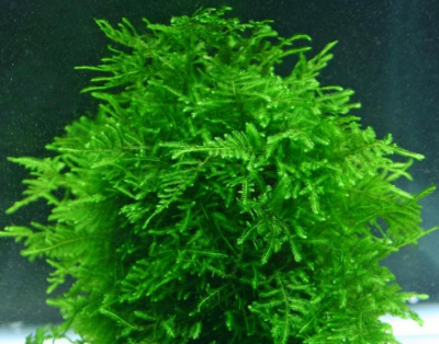 Мох Павлиний, 1 гр