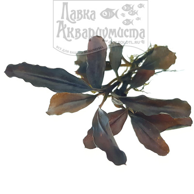 Буцефаландра Deep Blue