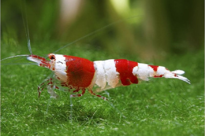 Креветка Красный кристалл Caridina Sp.
