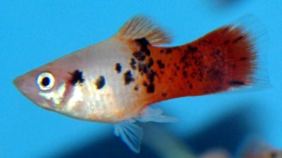 Пецилия Биколор Ситцевая