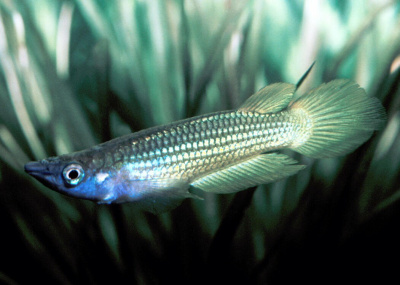 Щучка Аплохейлус Линеатус Голубой Aplocheilus lineatus