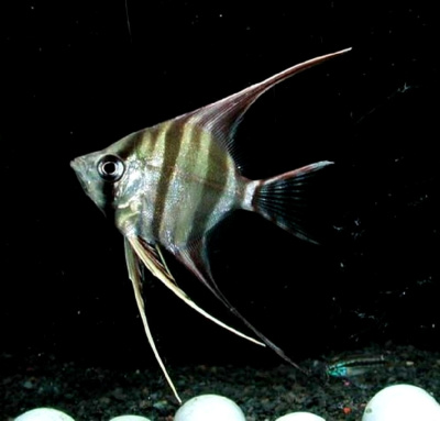 Скалярия Зебра, SM