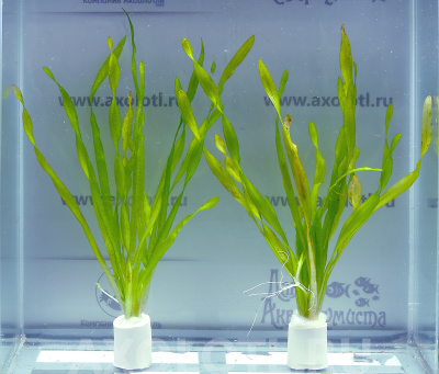 валлиснерия спиральная валлиснерия спиральная