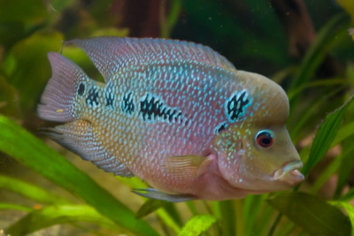 Цихлазома Фловер Хорн