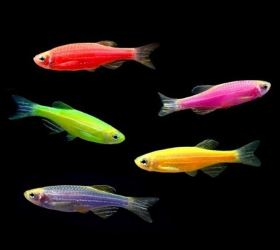 Данио рерио (GloFish) Ассорти Светящийся