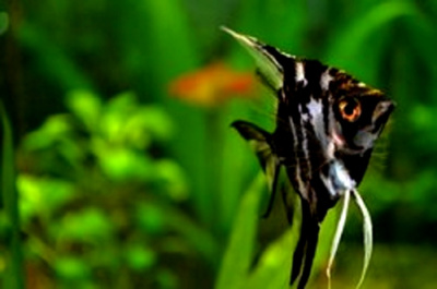 Скалярия Мрамор, XL