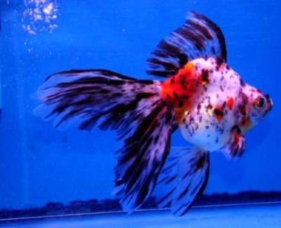 Риукин Ситцевый (L)