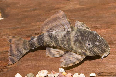 L226 Панак Panaque changae Panaque sp L226