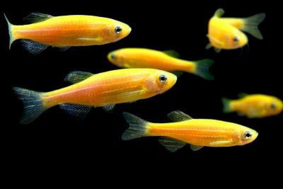 Данио рерио (GloFish) Желтый светящийся Brachydanio rerio