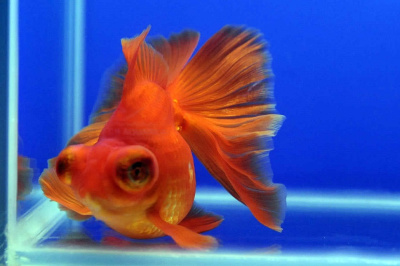 Телескоп Красный (SM)  Carassius auratus