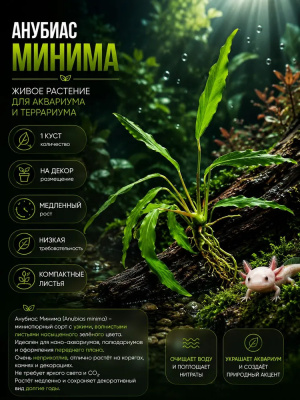 Анубиас Минима, шт