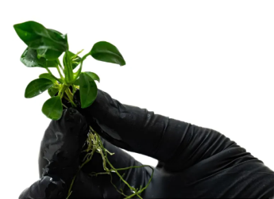 Анубиас Нана Петит, шт