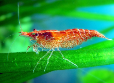 Креветка Вишневая (Россия) Neocaridina sp.