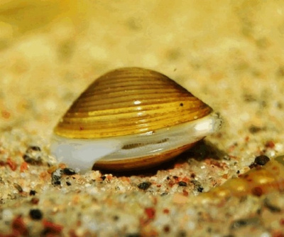 Корбикула Яванская Corbicula javanicus