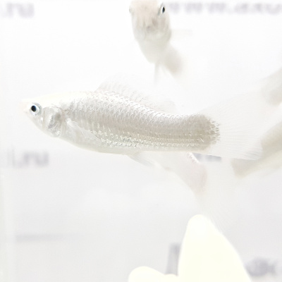 Моллинезия Серебряная Моллинезия Серебряная