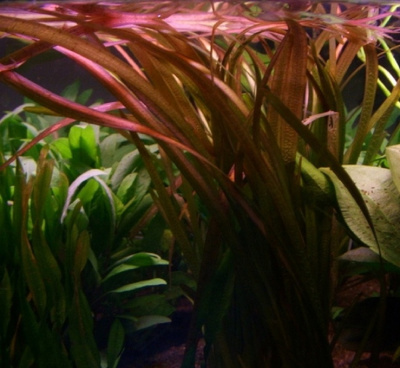 Валлиснерия Красная, с грузом