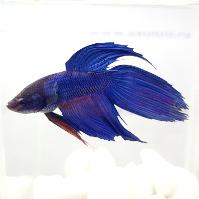 Петушок Вуалехвост (самец) Синий Петушок Вуалехвост (самец) Синий