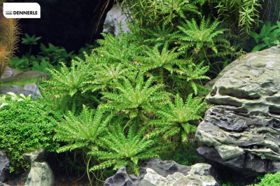 Погостемон Хелфера, в горшочке