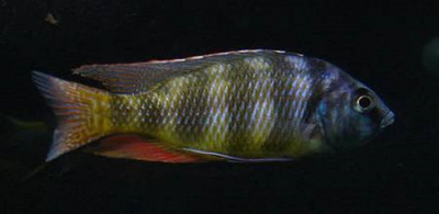 Хаплохромис Джонстони (L)