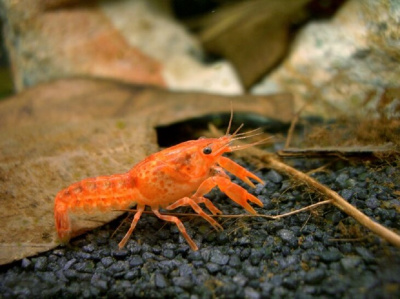 Рак Мексиканский Карликовый Оранж