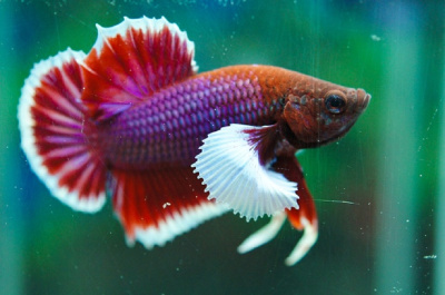 Петушок Слоновье Ухо Плакат Халфмун (самец)