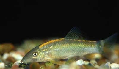 Боция Леконта Botia lecontei