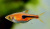 Расбора Эспеи Rasbora espei