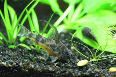 Коридорас Крапчатый Вуалевый Corydoras paleatus