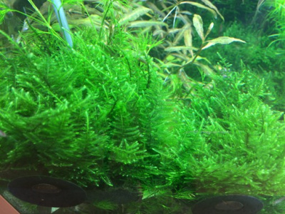 TROPICA Мох таксифилум Тайваньский (меристемное растение)