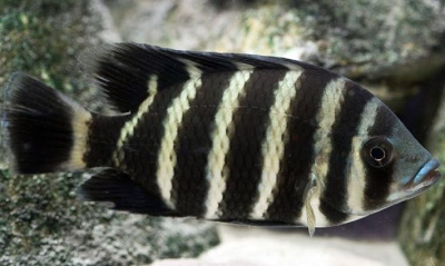 Тиляпия Зебровая
