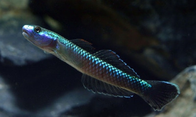 Бычок Синий Неон Stiphodon atropurpureus