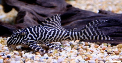 L066 Гипанциструс Тигровый Королевский Hypancistrus sp. L-066