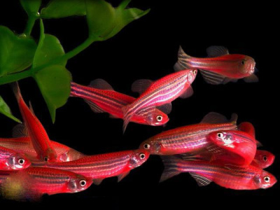 Данио Рерио Вишневый модифицированный Brachydanio rerio