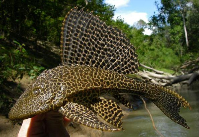 Птеригоплихт ХL