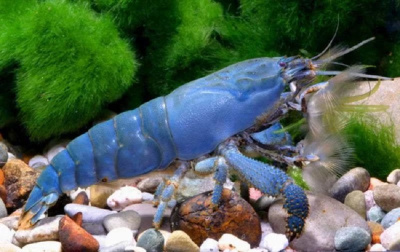 Креветка Камерунский фильтратор Atyopsis Gabonensis