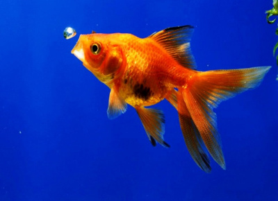 Риукин Красный (L) Carassius auratus