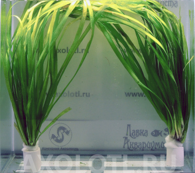 Валлиснерия Прямая, с грузом Vallisneria fsiatica